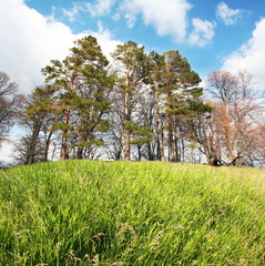 Fototapeta premium Spring forest