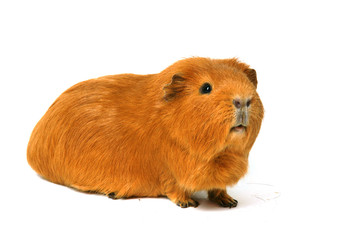 petit cobaye expressif