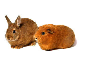 deux rongeurs sur fond blanc