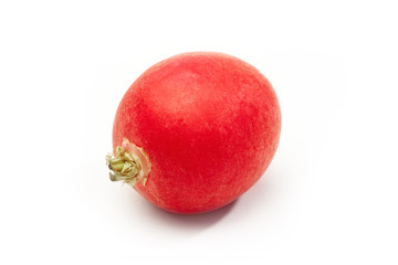 One radish