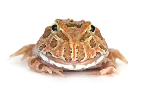 frog