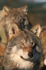 grey female wolf