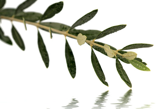 branche d' olivier