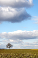 Obraz premium Walnussbaum im Winter