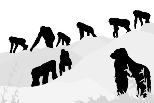 vector illustration of gorillas leaving