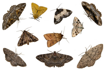 mixed moths - obrazy, fototapety, plakaty