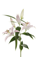 Blume © Christoph Hähnel