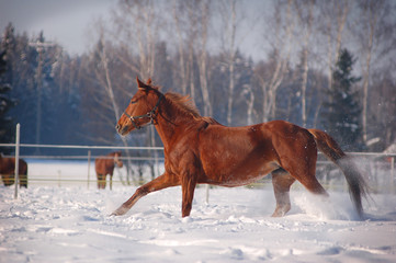 Obraz premium chestnut horse galloping