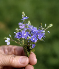 Sträusschen, Gamander  Ehrenpreis