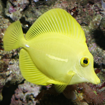 yellow tang, zebrasoma flavescens - macro