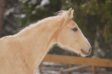 Obraz premium palomino horse portrait