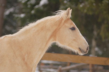 palomino horse portrait