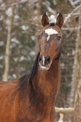 Fototapeta premium akhal-teke stallion