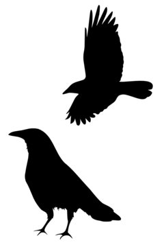 A set of two crow silhouettes