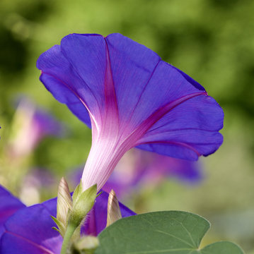Purpur Prunkwinde, Ipomoea, purpurea,