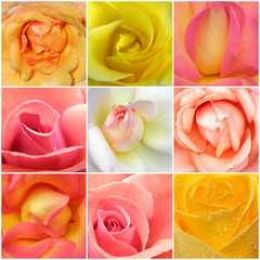 collage of roses from nine photos