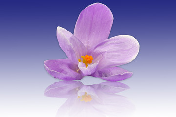 fleur de crocus