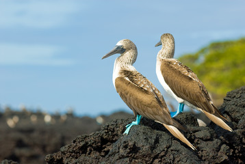 blue-footed boobies