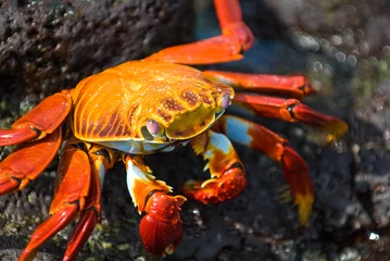 Foto op Canvas red crab on the rock, galapagos islands © javarman