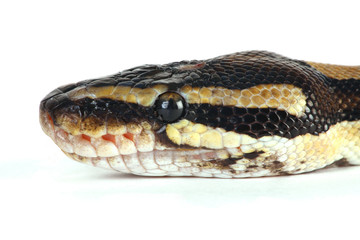 python