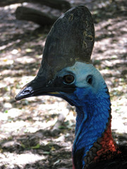 cassowary close up