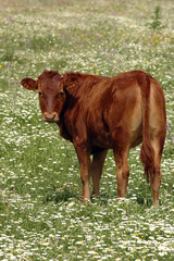 Vaca