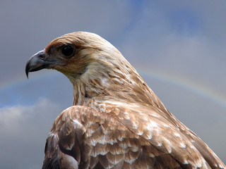 kite close up