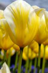 Naklejka premium Closeup of yellow tulip flowers