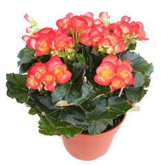 Begonia
