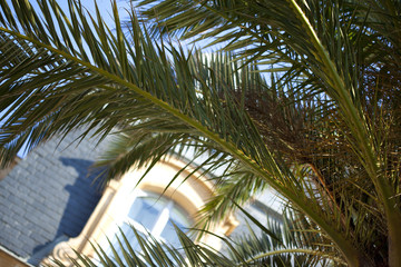 Fototapeta na wymiar palmier