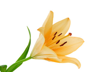 Lilie 083 © Wolfgang Jargstorff