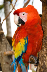 Red Parrot