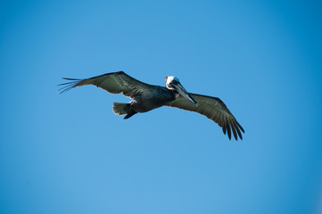 Pelican