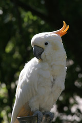 White cockatoo
