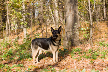 Dog in the forest