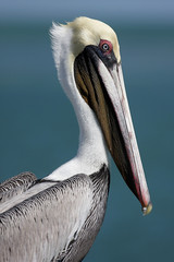 Brown Pelican (pelecanus occidentalis)