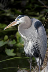 Great Blue Heron (Ardea Herodias)