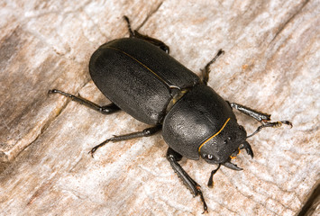 Lesser Stag Beetle
