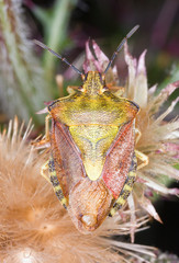 Stink bug on flowers