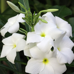 Naklejka na ściany i meble bukiet białych kwiatów frangipani