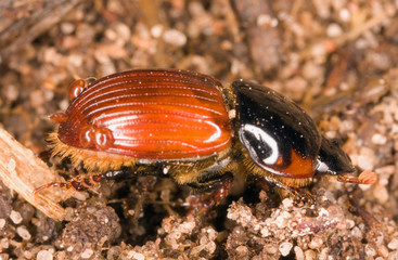 Dung beetle with parasites