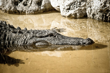 crocodile