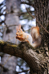 Naklejka na ściany i meble Wild squirrel eats a nut