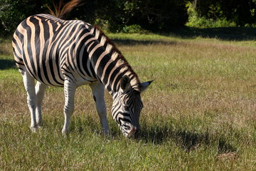 Zebra grazing