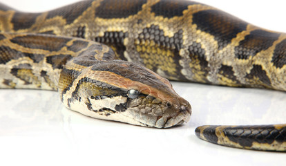 python