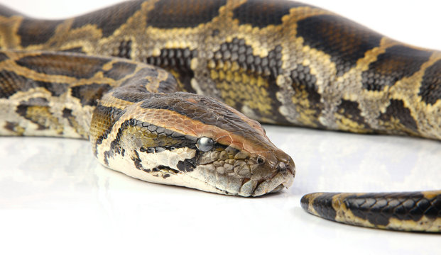 python