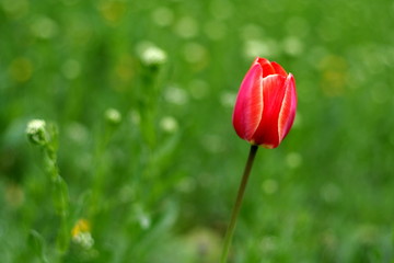 Red tulip on timber glade