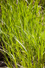 green spring grass