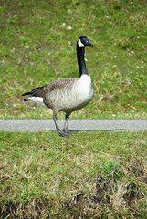 A Canada goose