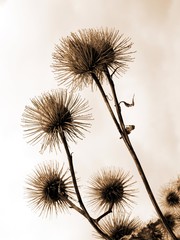 Thistle on sky background